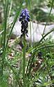 muscari neglectum